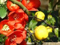 Chaenomeles japonica 'Cido' - Nordische Zitronen Pflanze