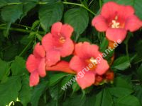 Campsis radicans - Rote Trompetenblume Pflanze