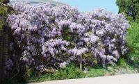 Wisteria sinensis 'Prolific' - Chinesischer Blauregen Pflanze