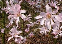 Magnolia loebneri 'Leonard Messel' - Rosa Sternmagnolien Pflanze-/Baum