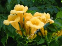 Campsis radicans 'Flava' - Gelbe Trompetenblume Pflanze