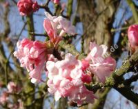 Viburnum bodnantense 'Dawn' - Winterschneeball Pflanze