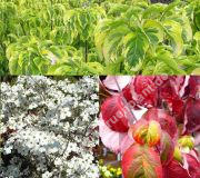 Cornus florida 'Rainbow' - Amerikanischer Blumen-Hartriegel Pflanze