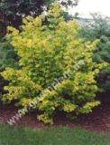 Corylus avellana 'Aurea' - Gold Haselnuss Pflanze-/Baum