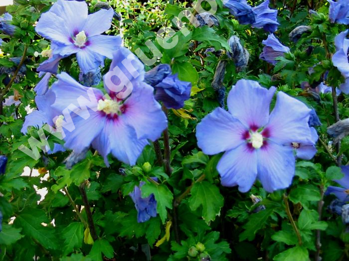 Hibiscus Syriacus Blue Bird Garten Strauch Eibisch Pflanze