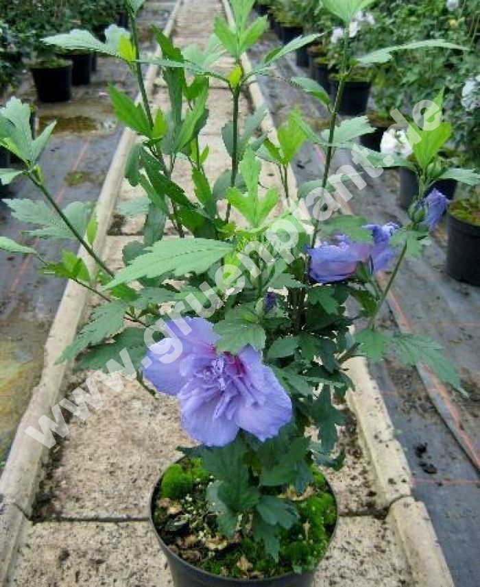 Hibiscus Syriacus Blue Chiffon Garten Strauch Eibisch Pflanze