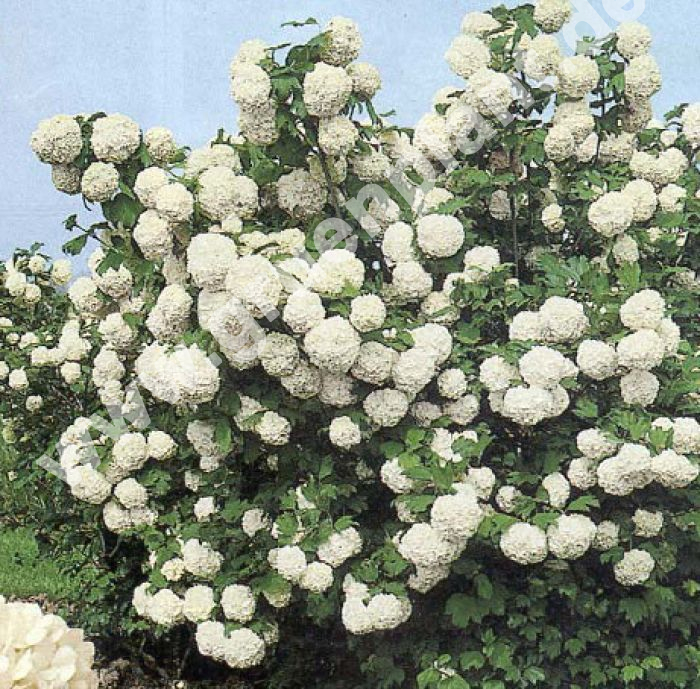 Viburnum opulus Roseum Gef llter Schneeball  Pflanze  