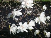 Magnolia stellata - Weisse Sternmagnolien Pflanze-/Baum