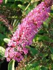 Buddleja davidii 'Pink Delight' - Sommerflieder Pflanze