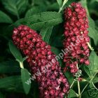 Buddleja davidii 'Royal Red' - Sommerflieder Pflanze