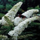 Buddleja davidii 'White Profusion' - Sommerflieder Pflanze