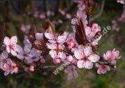 Prunus cerasifera 'Nigra' - Blutpflaume Pflanze-/Baum