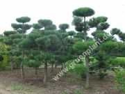 Pinus nigra - Schwarzkiefer-Bonsai