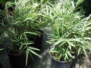 Pleioblastus fortunei 'Variegata' - Buntlaubiger Zwerg-Bambus Pflanze