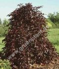 Fagus sylvatica 'Purpurea Pendula' - Hnge-Blutbuchen Baum