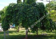 Ulmus glabra 'Camperdownii' - Hnge-Trauerulmen Baum