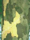 Platanus hispanica - Ahornblttrige Platanen Baum