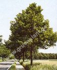 Quercus robur - Stiel-Eiche Baum