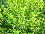 Ligustrum ovalifolium 'Aureum' - Gold-Liguster Hecke-/Pflanze-/Baum