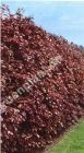 Fagus sylvatica 'Purpurea' - Blutbuche Hecke-/Pflanze-/Baum
