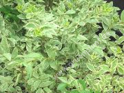 Ligustrum ovalifolium 'Argenteum' - Weissgerandeter Liguster Hecke-/Pflanze-/Baum