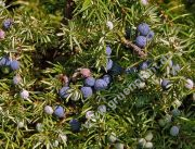 Juniperus communis - Gemeiner Wacholder/ Heide Wacholder Pflanze-/Baum