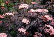 Sambucus nigra 'Black Lace' - Rotlaubiger Schlitz-Holunder Pflanze