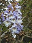 Paulownia tomentosa 'Hulsdonk' - Blauglockenbaum