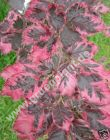 Fagus sylvatica 'Purpurea Tricolor' - Buntlaubiger Blutbuchen Baum