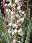 Yucca gloriosa 'Variegata' - Gelbbunte Yucca-Palme Pflanze