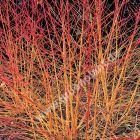 Cornus sanguinea 'Midwinter Fire' - Gelb-Roter Hartriegel Pflanze