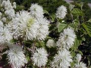 Fothergilla major - Federbuschstrauch Pflanze