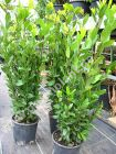 Laurus nobilis - Echter Gewrz-Lorbeer Pflanze-/Baum