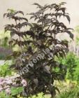 Sambucus nigra 'Black Tower' - Rotlaubiger Sulen-Holunder Pflanze