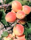 Prunus armeniaca - Wildaprikose / Marillen Baum