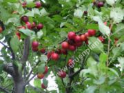 Prunus cerasifera - Kirschpflaumen Baum