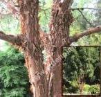 Acer griseum - Zimt-Ahorn Baum