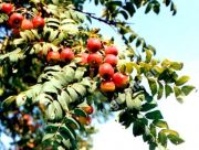 Sorbus domestica - Speierling Baum