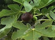 Ficus carica - Echter-Feigenbaum