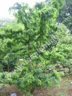 Robinia pseudoacacia 'Tortuosa' - Korkenzieher-Akazien Baum