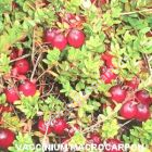 Vaccinium macrocarpon 'Red Star' - Cranberry-Moos-/Gesundheitsbeere Pflanze