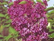 Syringa vulgaris 'Charles Joly' - Edelflieder Pflanze-/Baum