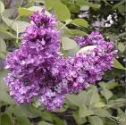 Syringa vulgaris 'Andenken an Ludwig Spth' - Edelflieder Pflanze-/Baum