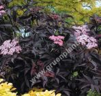 Sambucus nigra 'Black Beauty' - Rotblaubiger Holunder Pflanze