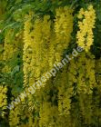 Laburnum watereri 'Vossii' - Goldregen Pflanze-/Baum