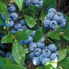 Vaccinium corymbosum 'Bluecrop' - Heidel-/Blaubeeren Pflanze