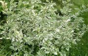 Cornus alba 'Elegantissima' - Weissbunter Hartriegel Pflanze
