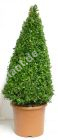 Buxus sempervirens - Buchsbaum-Pyramide