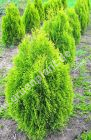 Thuja occidentalis 'Golden Smaragd' - Lebensbaum Hecke-/Pflanze