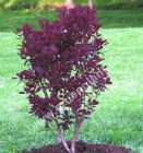 Cotinus coggygria 'Royal Purple' - Roter Perckenstrauch Pflanze